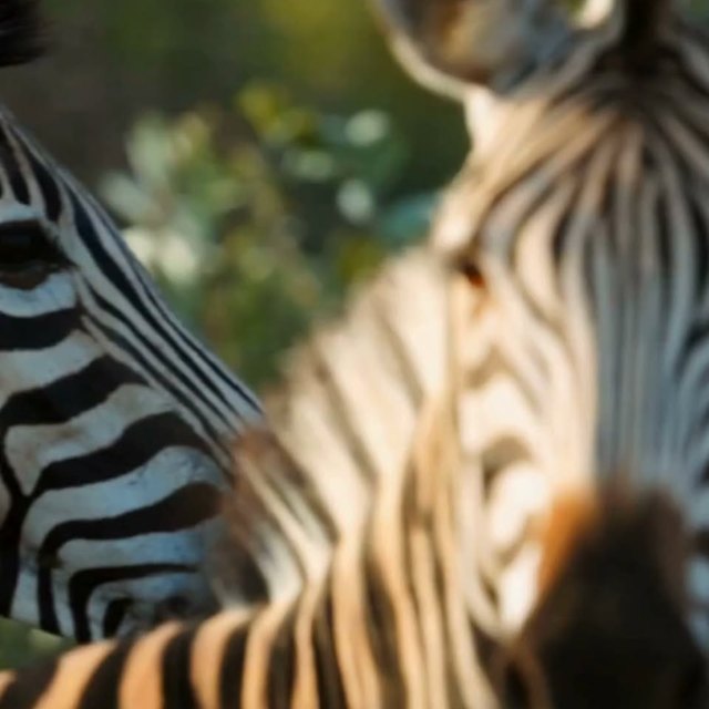 Heritage Day reel with zebra – African Flame Lodge Facebook post