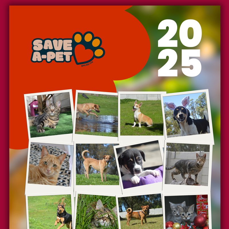 2025 Save-a-Pet calendar cover – designed by Meerkat Mango for Save-a-Pet
